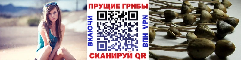 Галлюциногенные грибы мухоморы  купить наркоту  Майкоп 